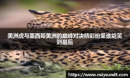 美洲虎与墨西哥美洲的巅峰对决精彩纷呈谁能笑到最后